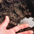 Bear Print and Human Hand